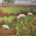 Shepherding