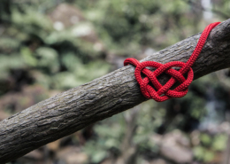 heart knot tied around a tree branch