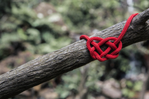 heart knot tied around a tree branch