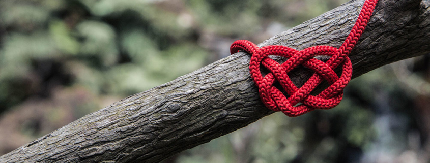 heart knot tied around a tree branch